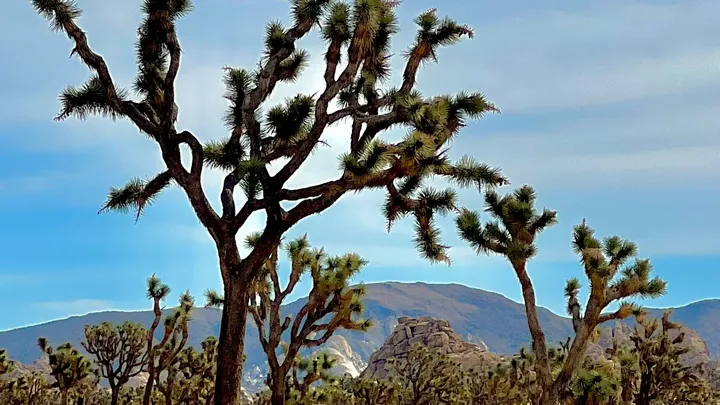 California's 9 National Parks - Ranked For Which You Should Prioritize Visiting