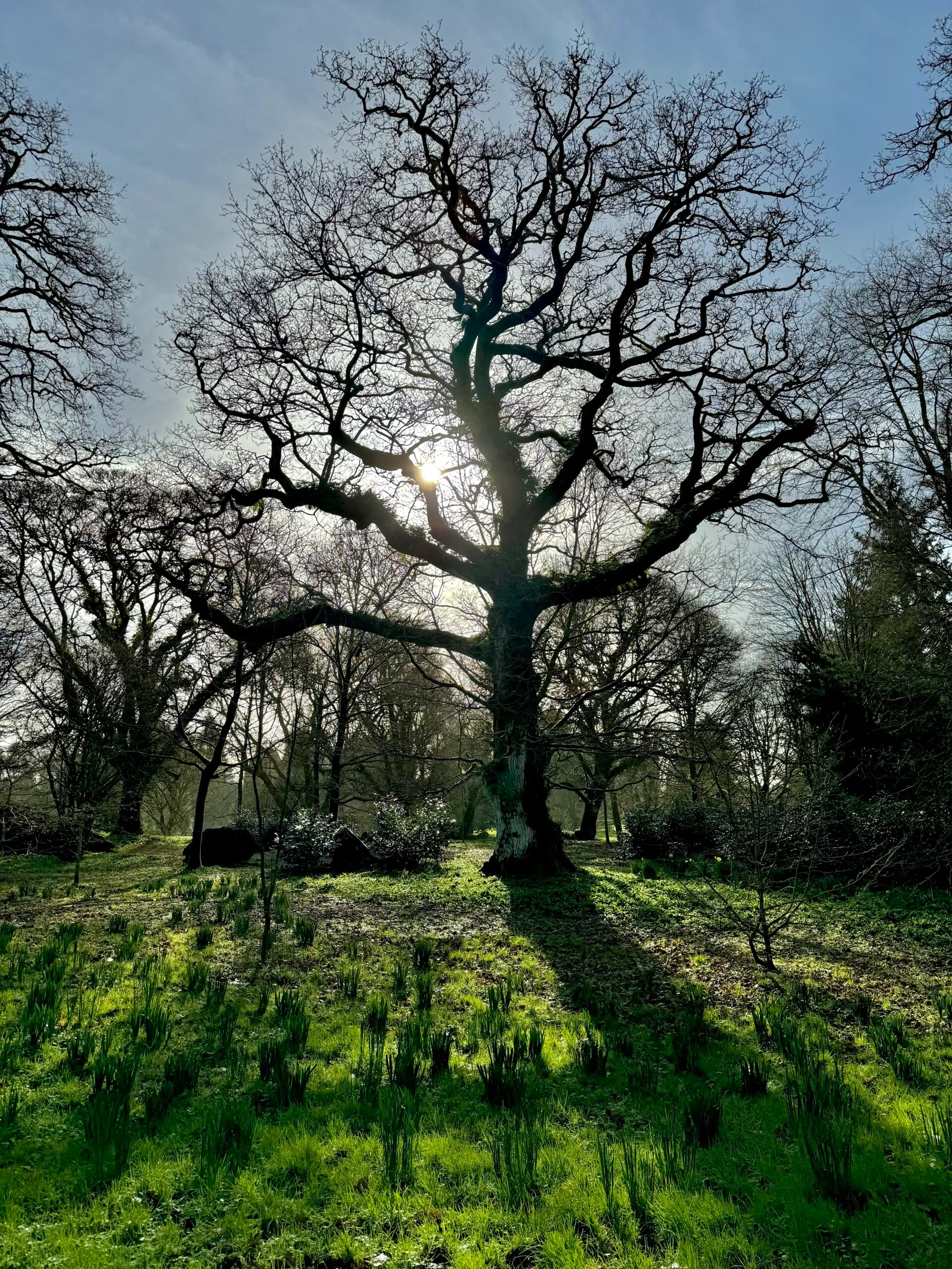 Park in Ireland
