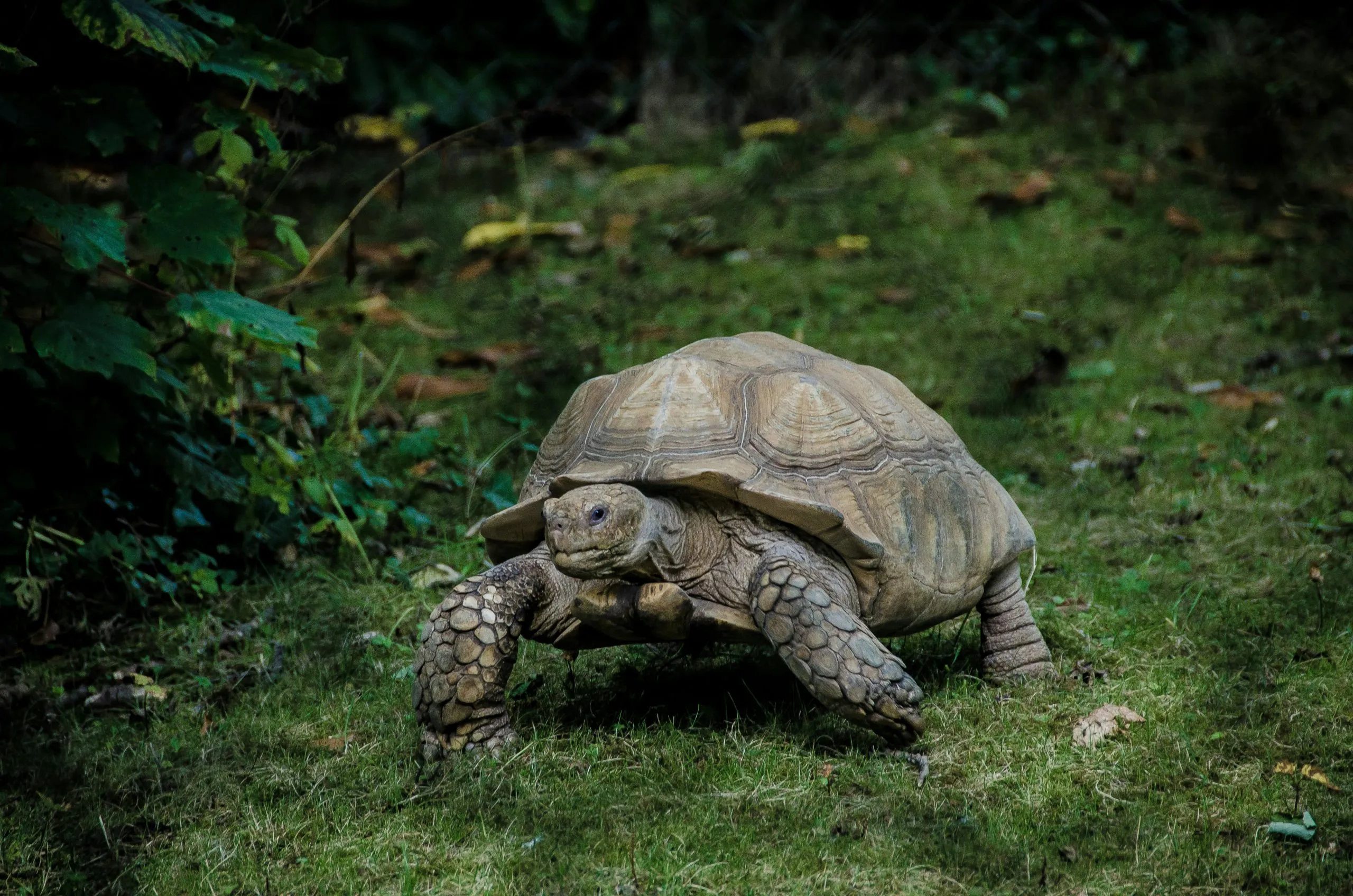 A Slow Turtle Identifying Slower EV Charging Is the Key to Accelerate the EV Revolution